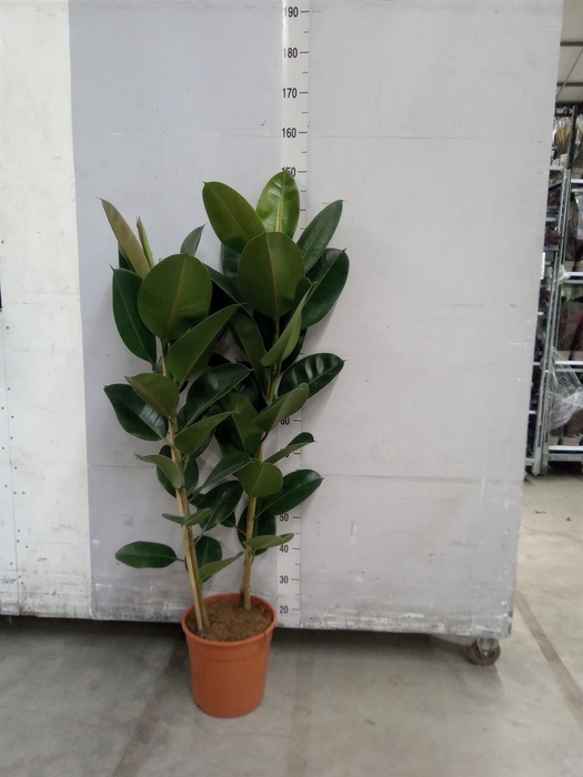 <h4>Ficus elastica 'Robusta'</h4>