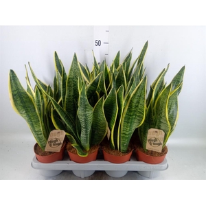 Sansevieria trifa. 'Futura Superba'
