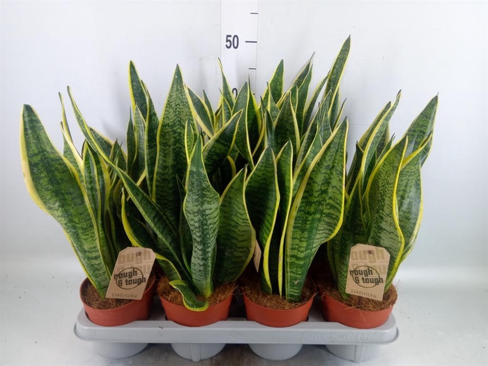 <h4>Sansevieria trifa. 'Futura Superba'</h4>