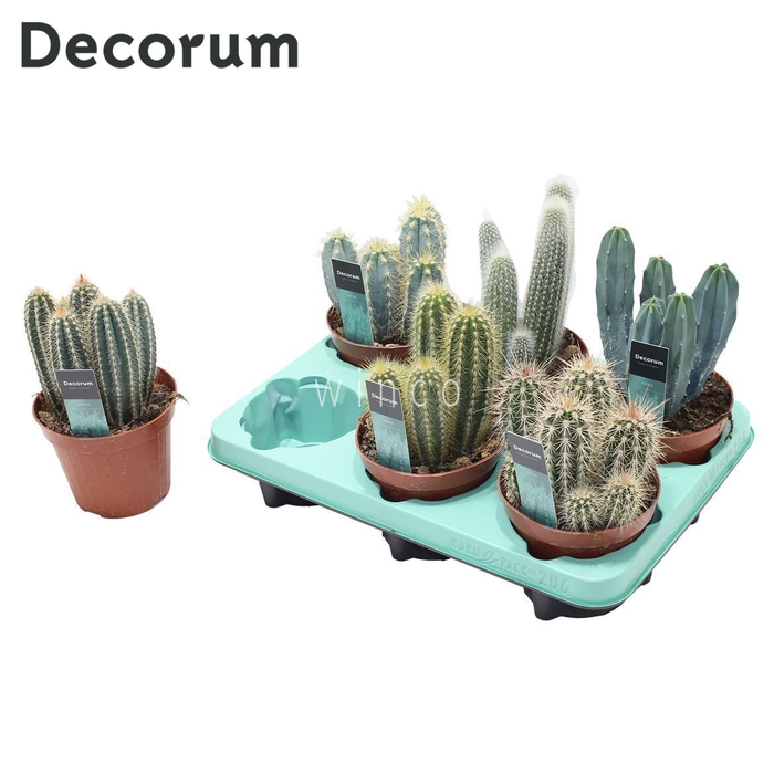 <h4>Cactus Column Mix (6spc.) (decorum) Decorum+Steker</h4>