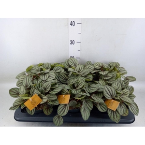 Peperomia