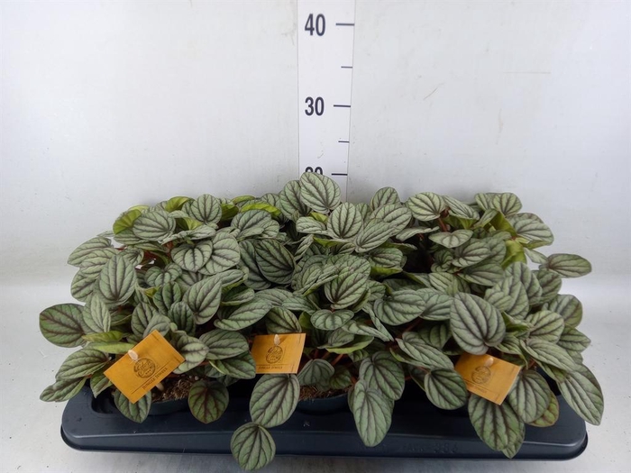 <h4>Peperomia</h4>
