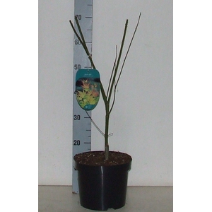 Acer palmatum 'Orange Dream' P23 Full CC