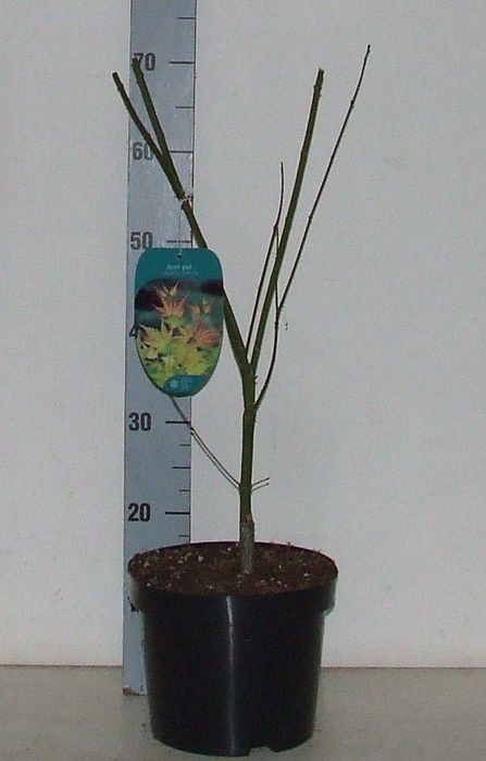 <h4>Acer palmatum 'Orange Dream' P23</h4>