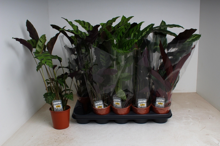 <h4>CALAT GEM 3 SRT</h4>