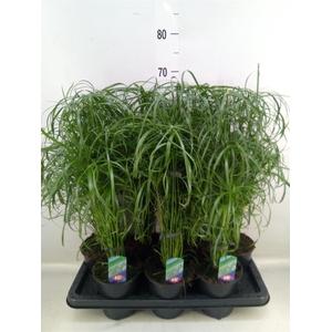 Cyperus alternifolius