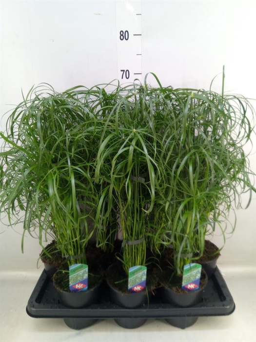 <h4>Cyperus alternifolius</h4>