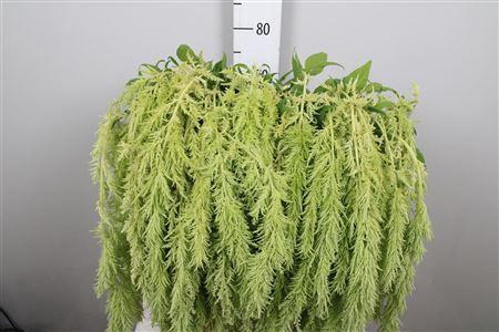 <h4>Amaranthus caud. 'Green Spider'</h4>