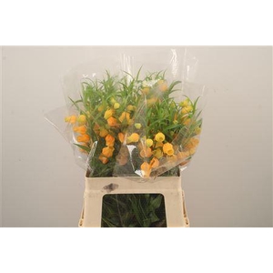 Sandersonia Roy High