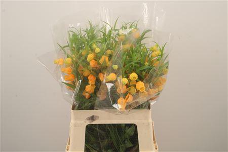 <h4>Sandersonia Roy High</h4>