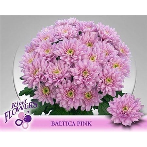 Chr T Baltica Pink