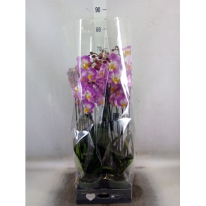 Phalaenopsis  'Ant Split'