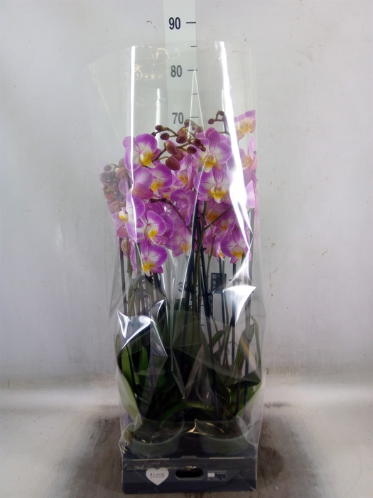 <h4>Phalaenopsis  'Ant Split'</h4>