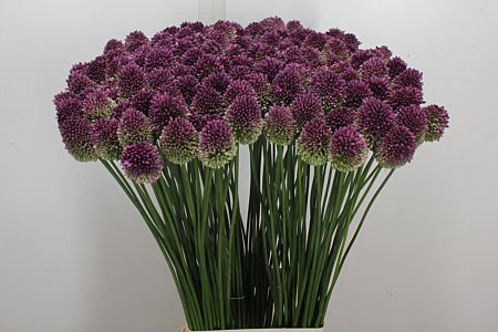 ALLIUM SPHAEROCEPHAL