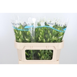 Campanula Champ Whit