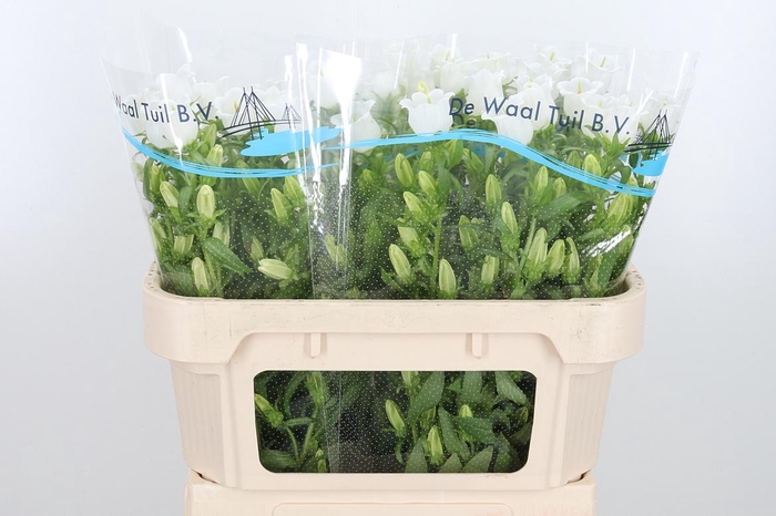 <h4>Campanula Champ Whit</h4>