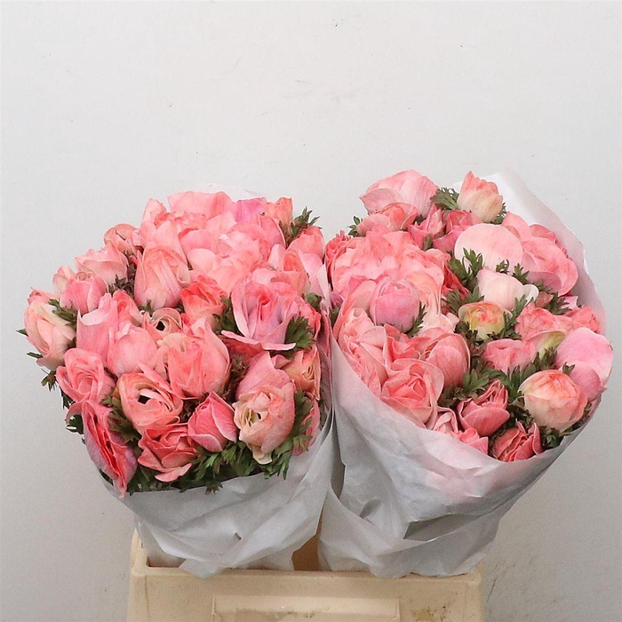 <h4>Anemone Powder Coral</h4>