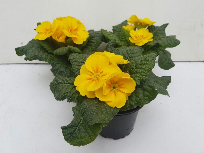 <h4>Primula acaulis geel</h4>