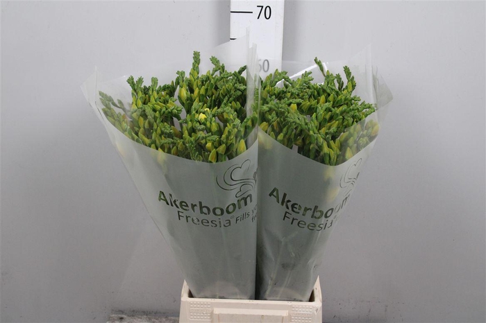 <h4>Fr Du Ballade</h4>