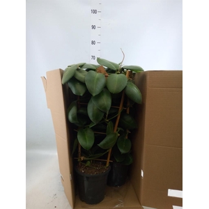 Hoya calycina 'Stargazer'