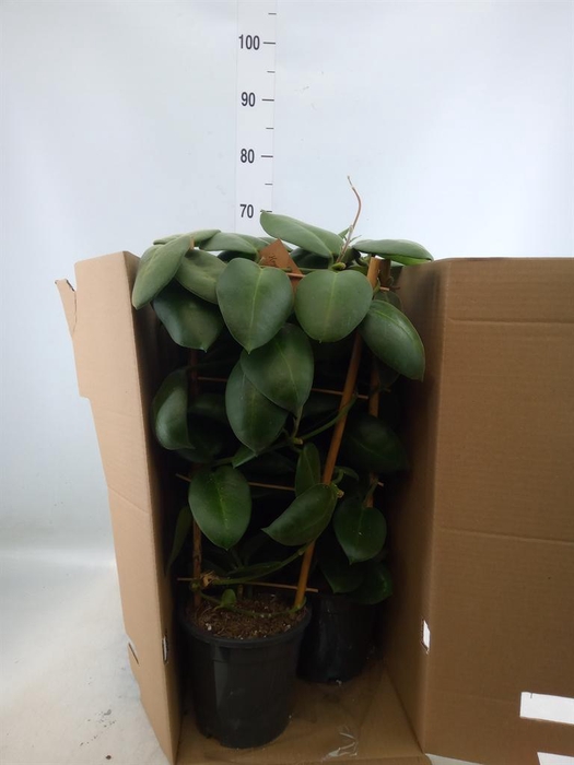 <h4>Hoya calycina 'Stargazer'</h4>