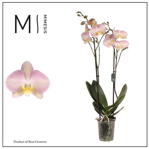 <h4>Mimesis Phal. Rainbow - 2 spike 12cm</h4>