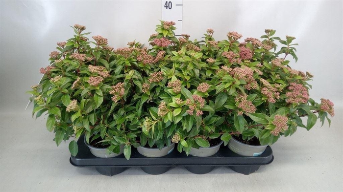 <h4>Viburnum tinus</h4>