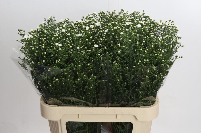 <h4>Aster Paquita</h4>