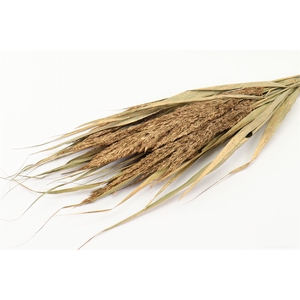 Bunch Ornamental Grass Slv Old L70