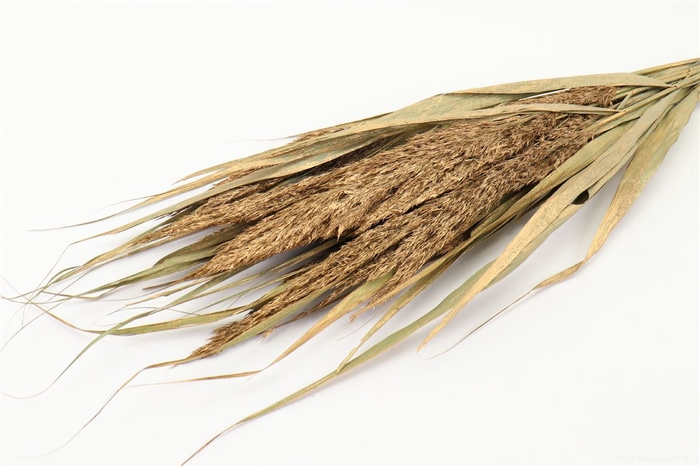 <h4>Bunch Ornamental Grass Slv Old L70</h4>