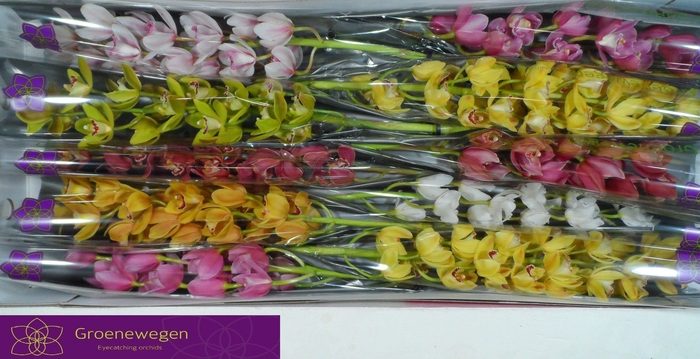 <h4>CYMB MI GEM</h4>