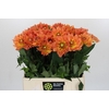 Dahlia Dr Phil