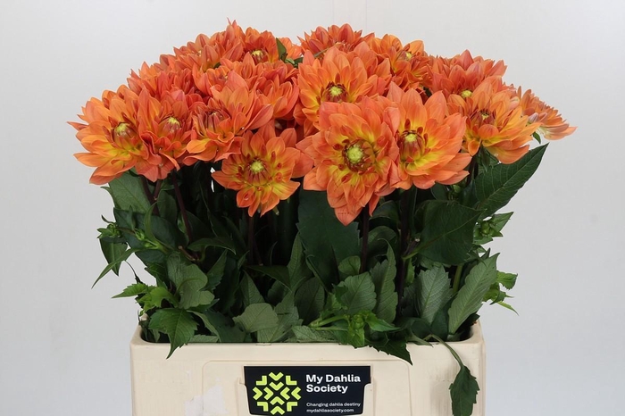Dahlia Dr Phil