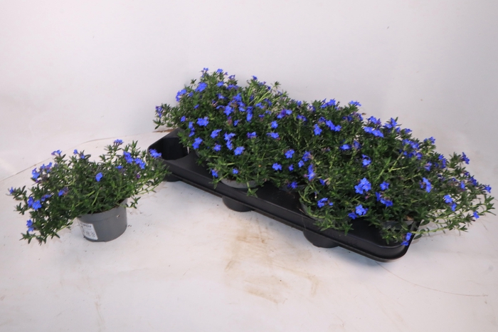 <h4>GLANDO DIFFUSA</h4>