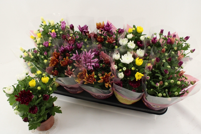 <h4>CHRYS GEM IN POT</h4>