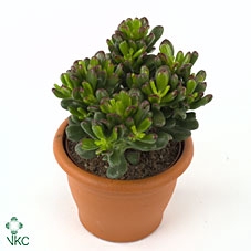 Crassula ovata 'Gandalf'