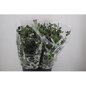 Pittosp Ralphi Leaves 200gr P Bunch