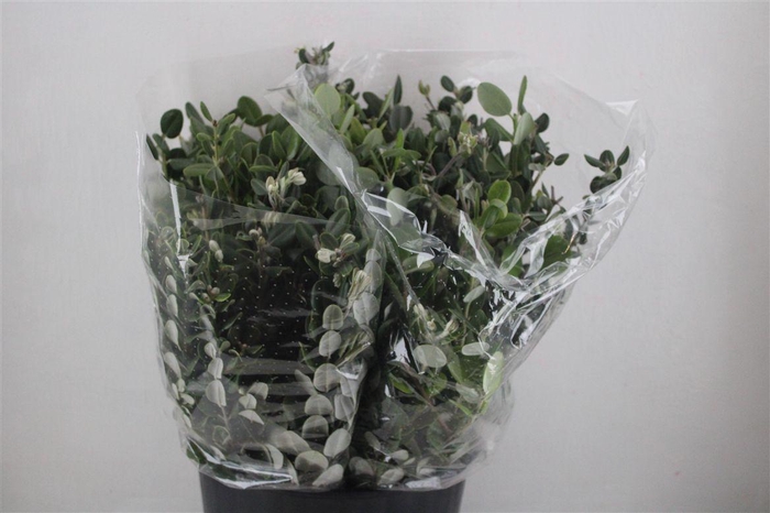<h4>Pittosp Ralphi Leaves 200gr P Bunch</h4>
