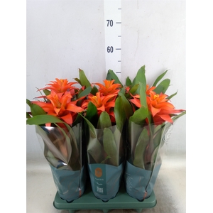 Guzmania  'Fiero Orange'
