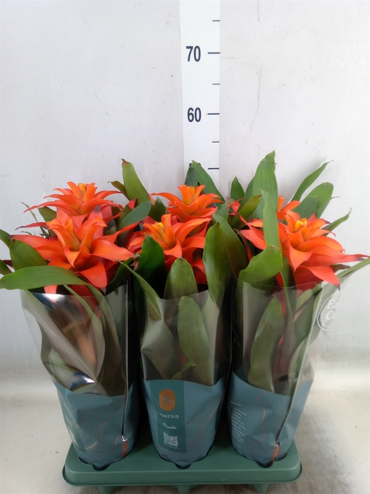 <h4>Guzmania  'Fiero Orange'</h4>