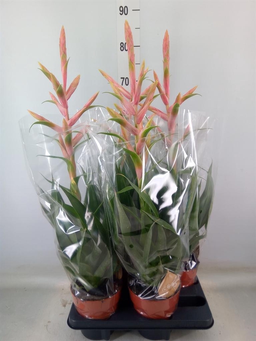 <h4>Tillandsia  'Dolce'</h4>