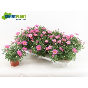 ARG LA RITA SAL PINK