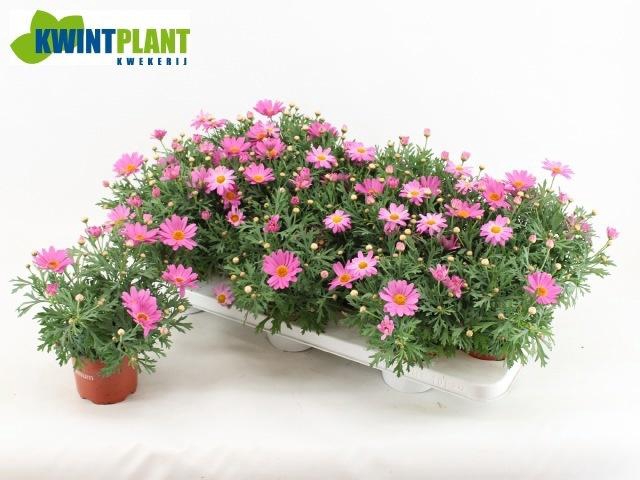 <h4>ARG LA RITA SAL PINK</h4>