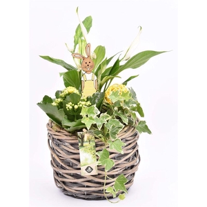 Wilg mand grijs 18cm