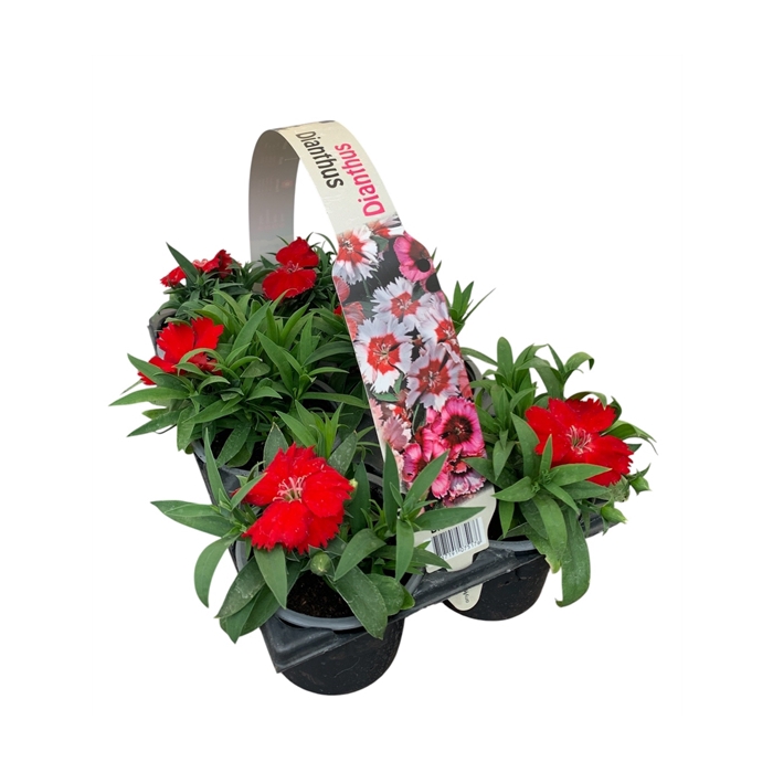 <h4>Dianthus Rood 6p</h4>