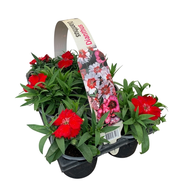 Dianthus Rood 6p