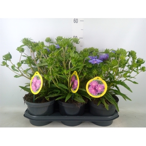 Stokesia laevis