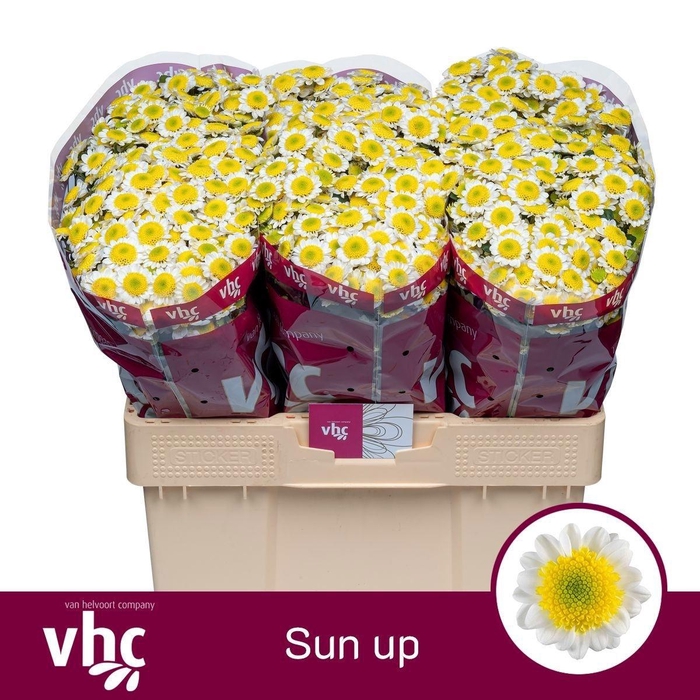 <h4>Chr S Sun Up 1000gr</h4>