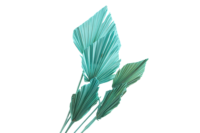 <h4>Palm Spear Mint</h4>