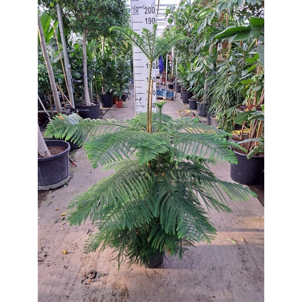 <h4>Araucaria toef 180</h4>